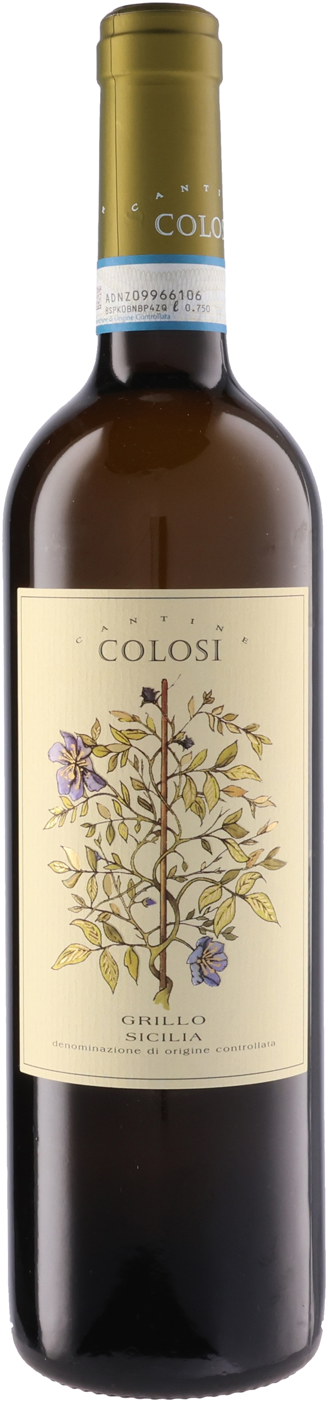 コローシ グリッロ アカシア 2024