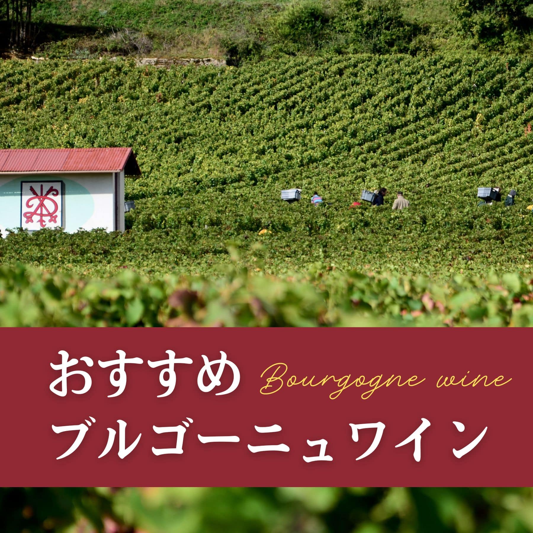 おすすめブルゴーニュワイン