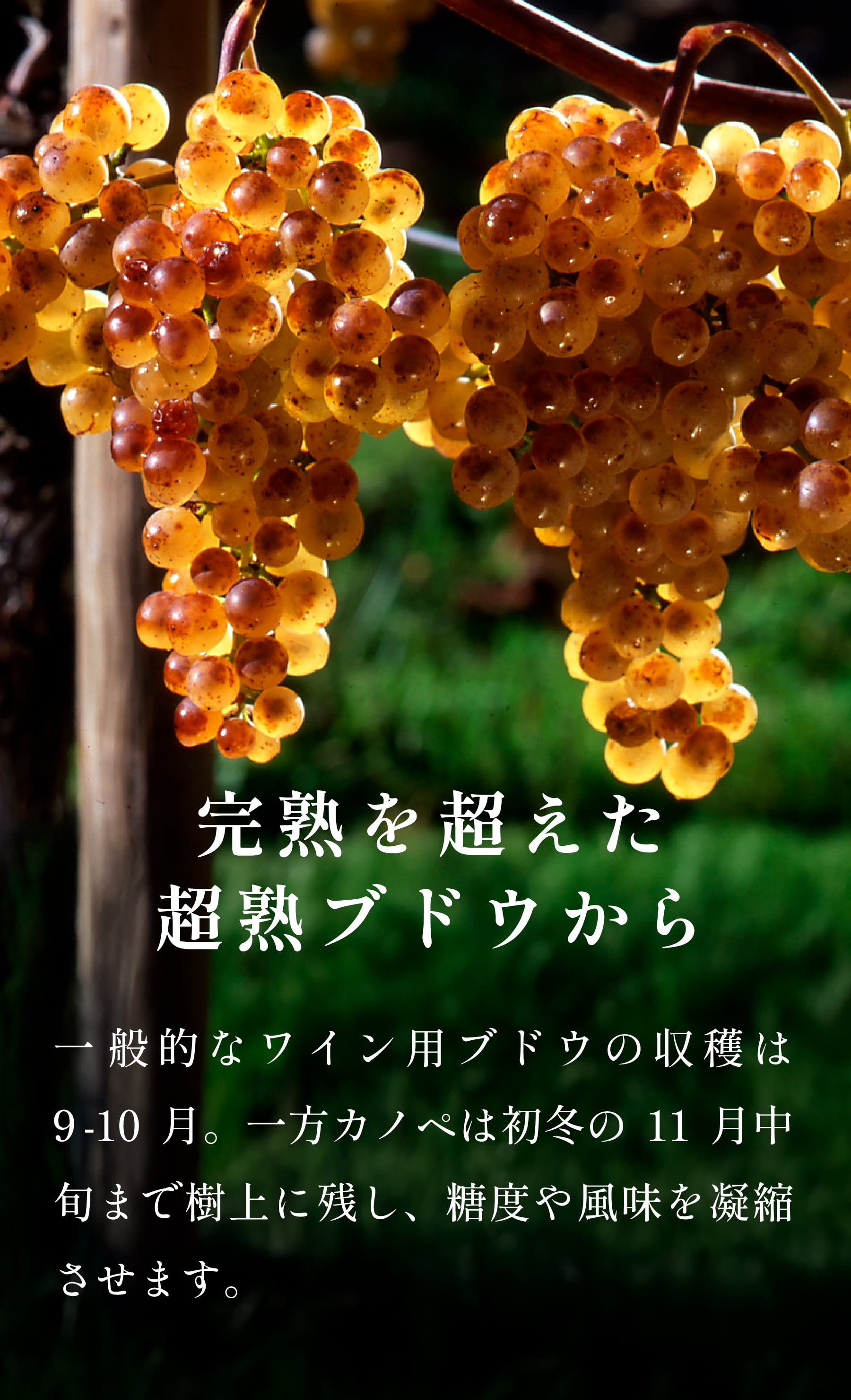 完熟を超えた超熟ブドウから