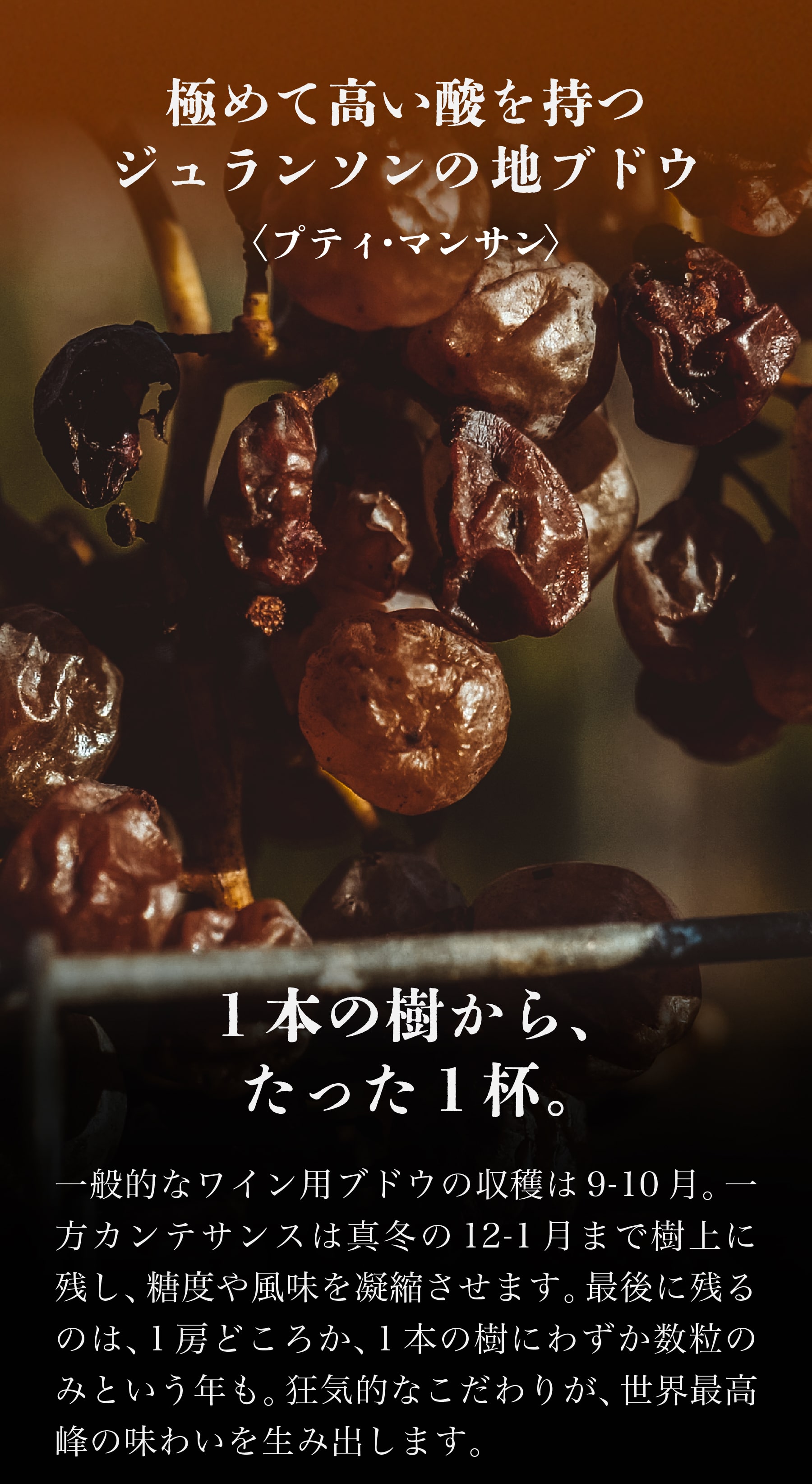 一本の樹から、たった一杯