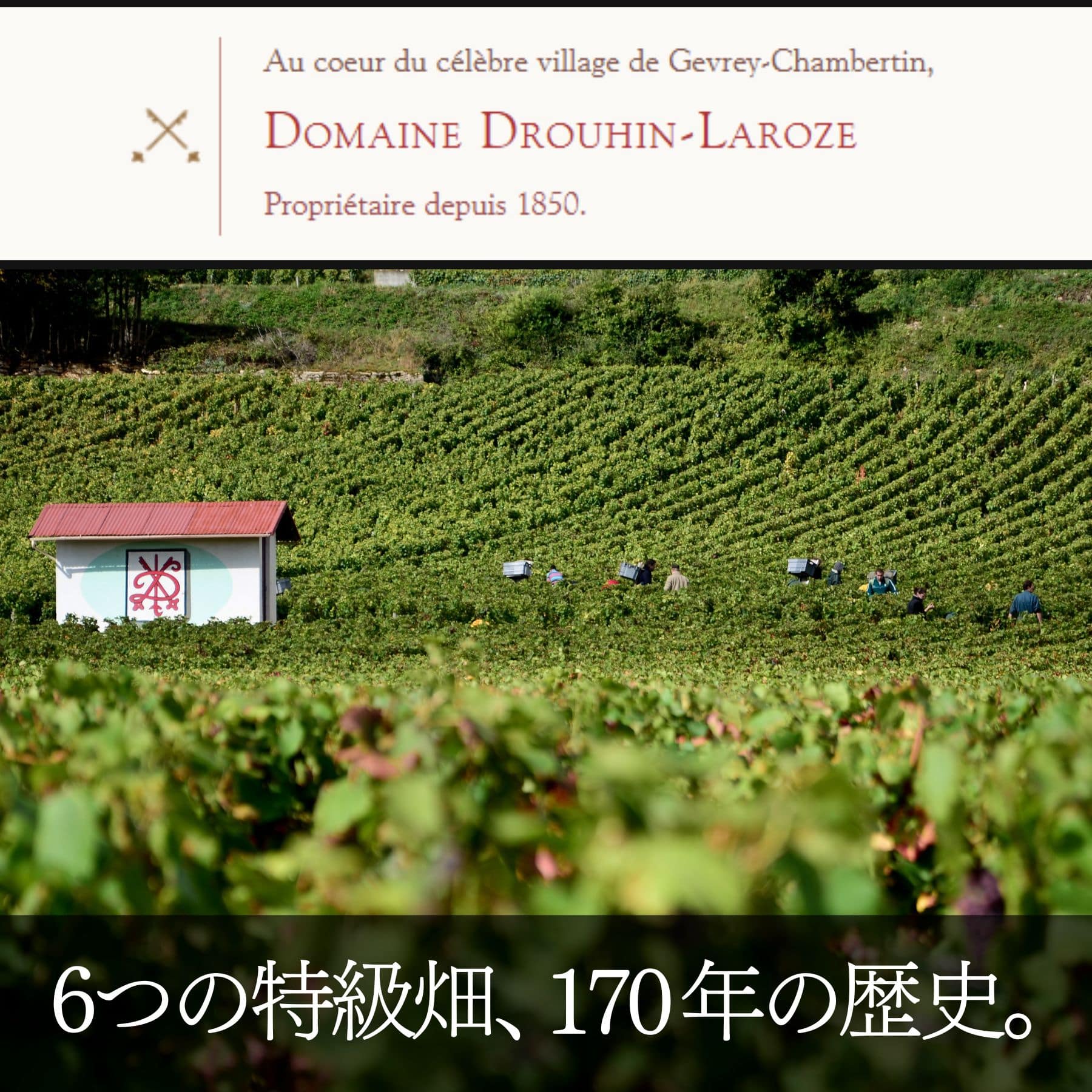 ドルーアン・ラローズ