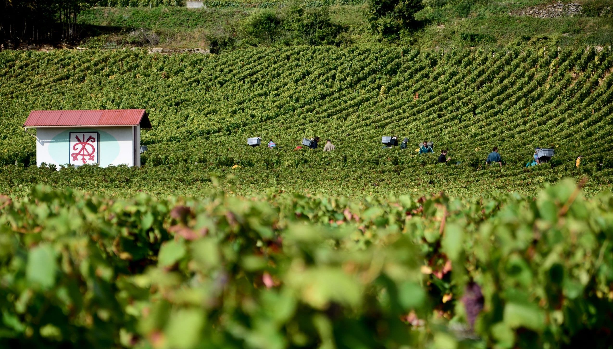 ドルーアン・ラローズ