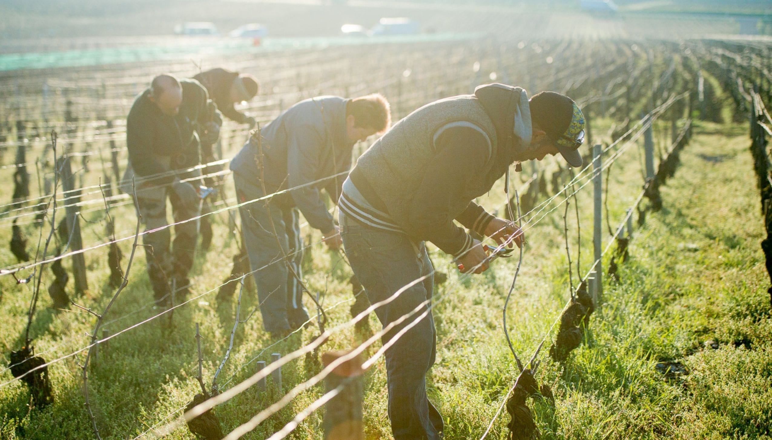 ドルーアン・ラローズ