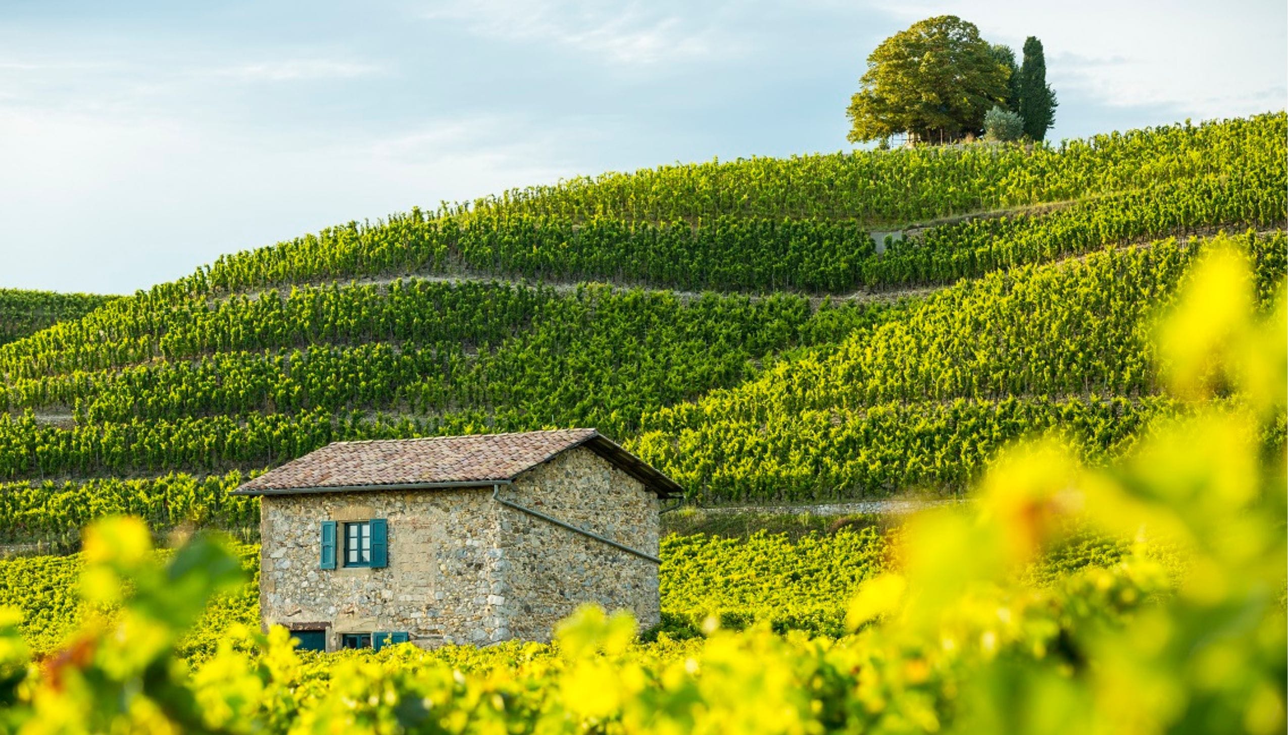 ポール・ジャヴレ・エネ