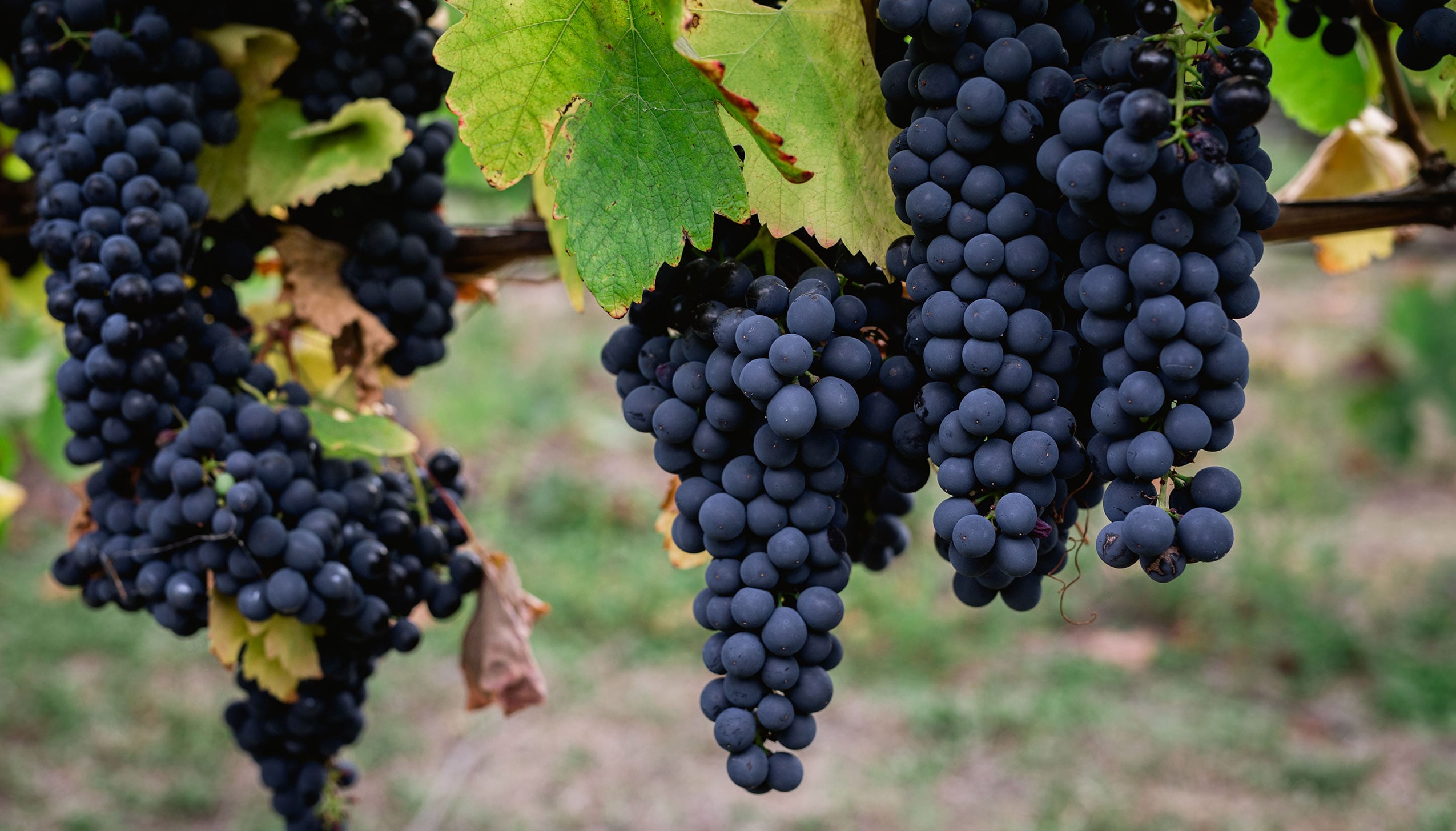 グレッツァー・ディクソン