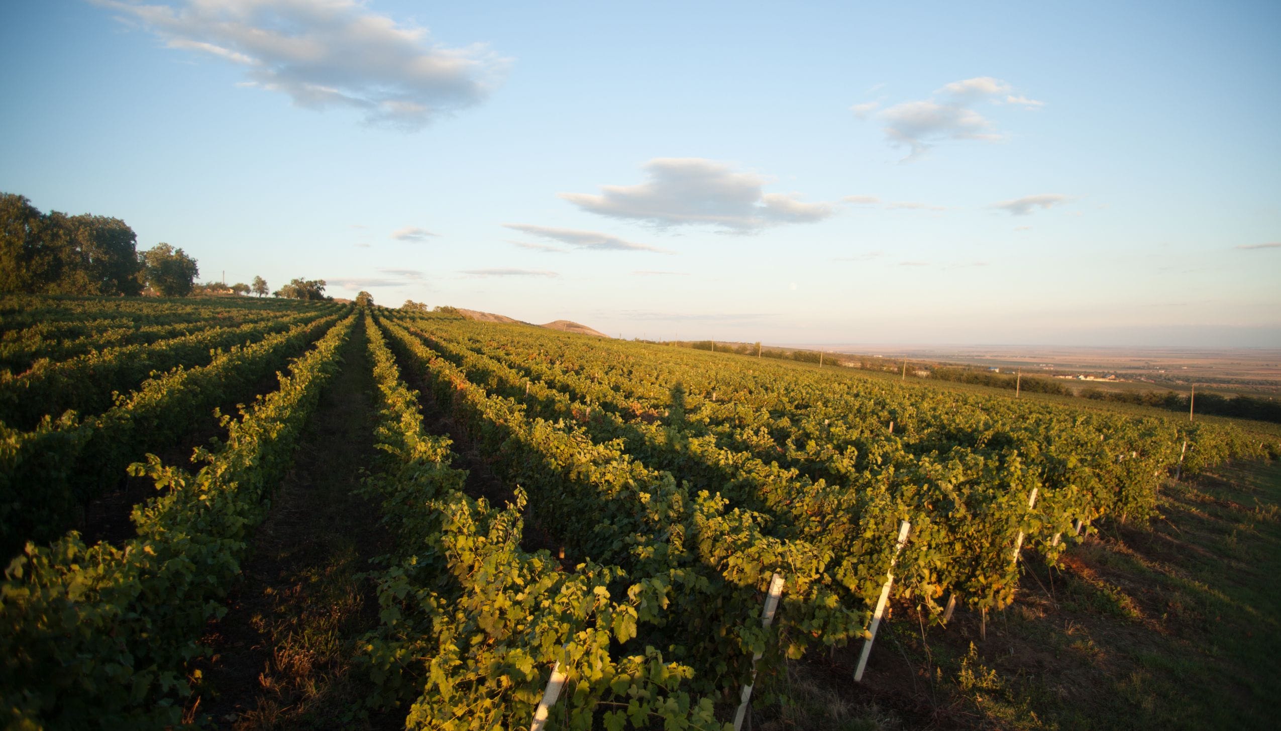 ヴィル・ブドゥレアスカ