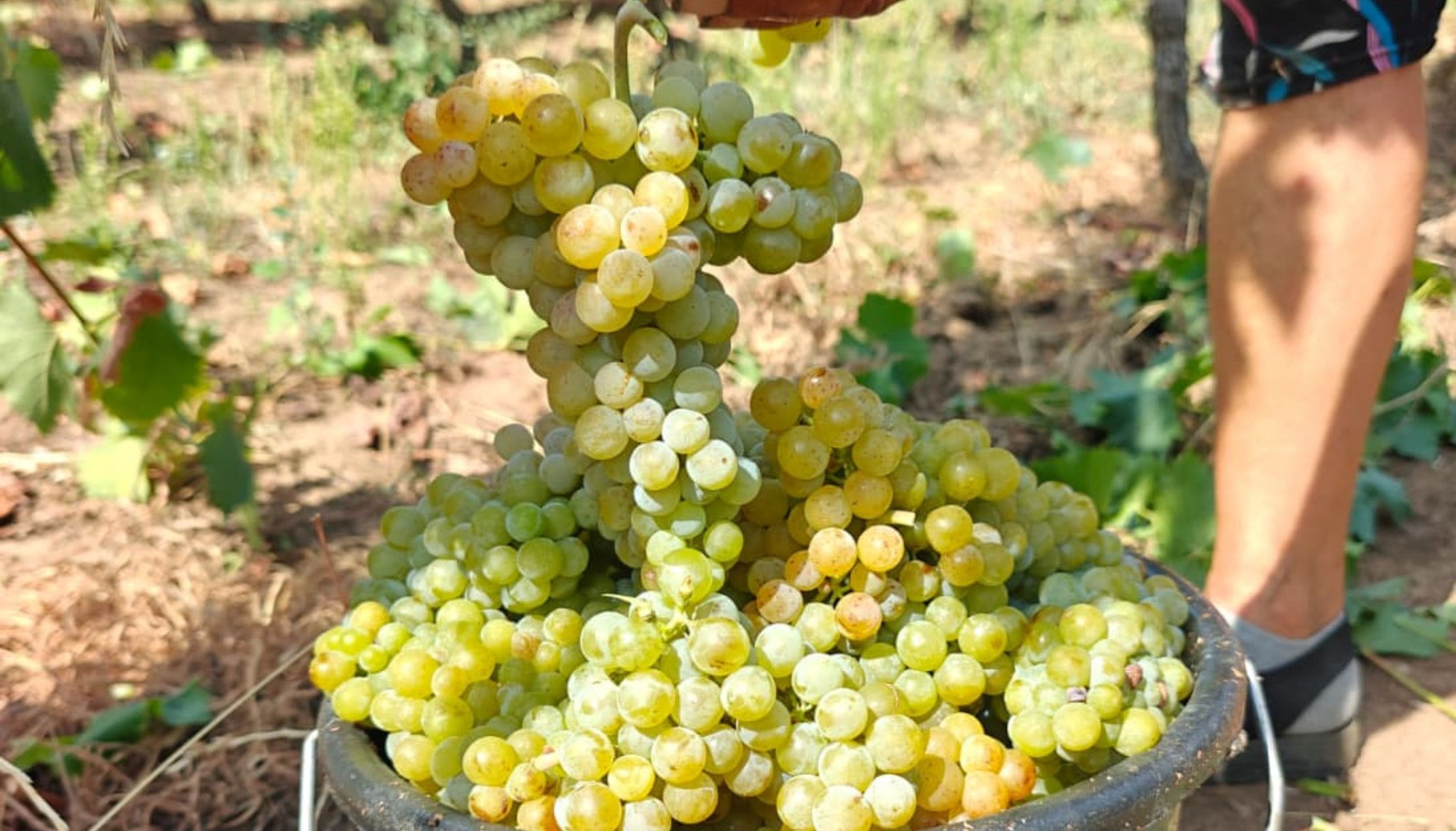 ヴィル・ブドゥレアスカ