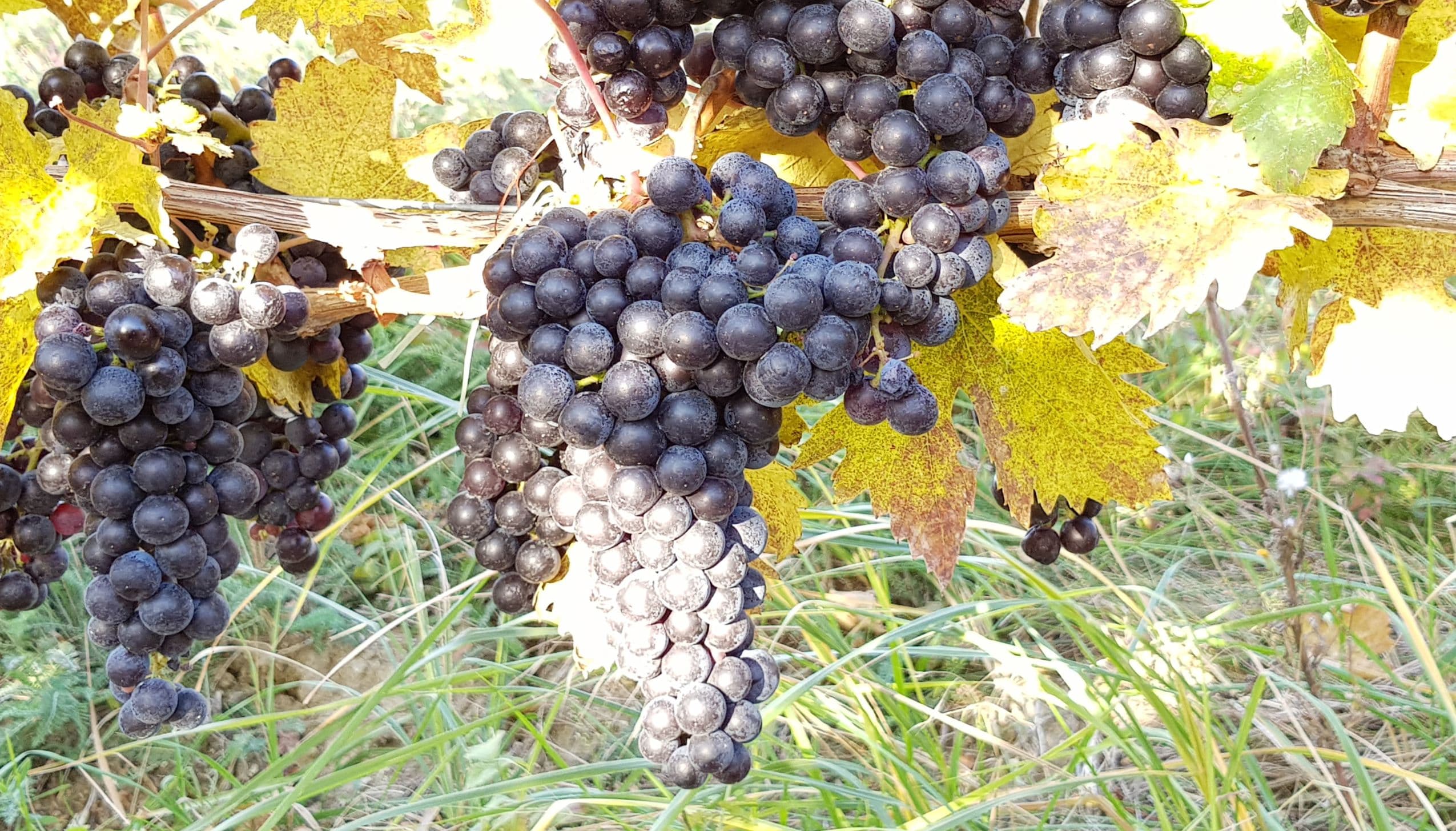 ヴィル・ブドゥレアスカ