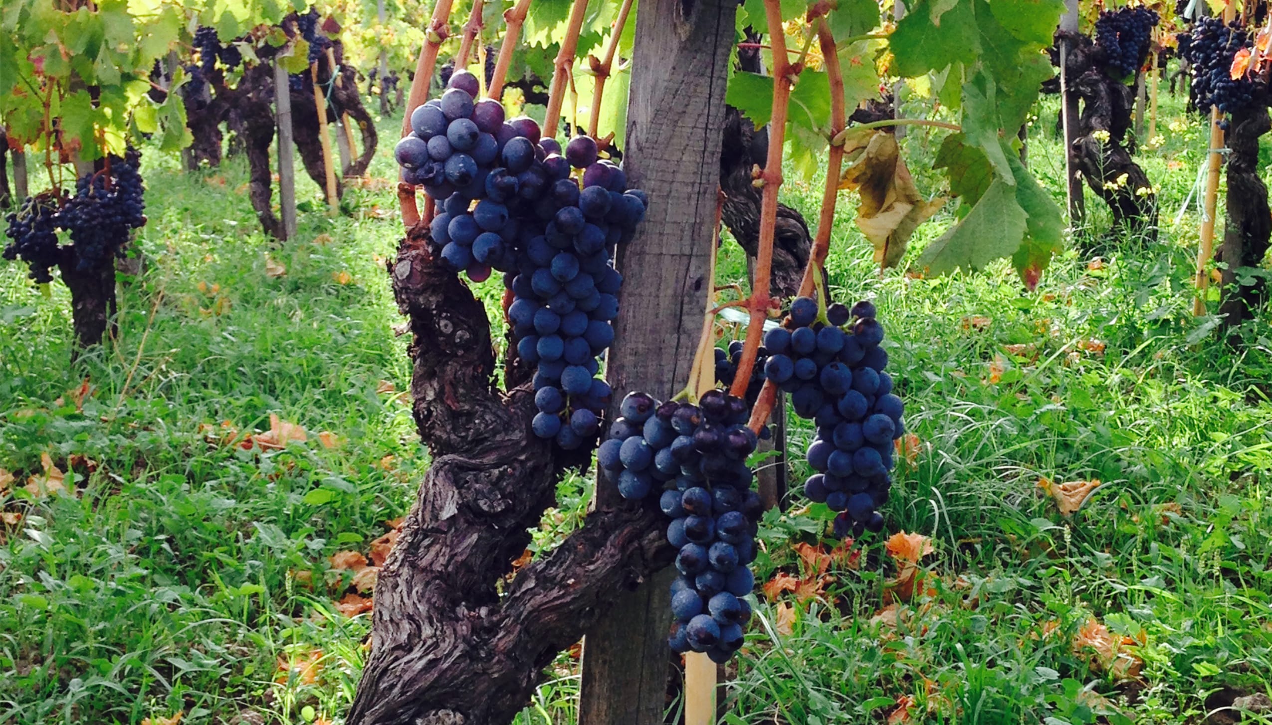 ネレッロマスカレーゼ