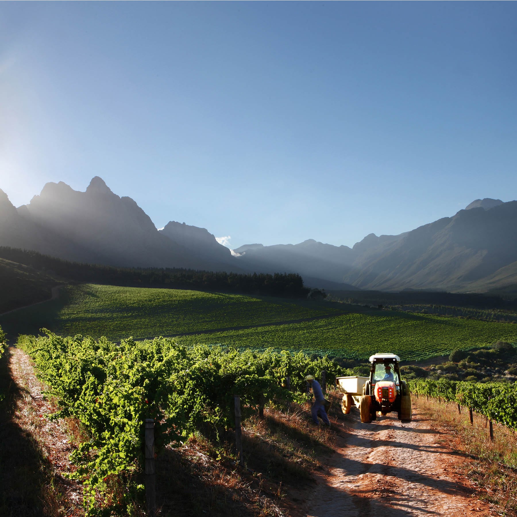 スターク･コンデ オゥデ･ネクター