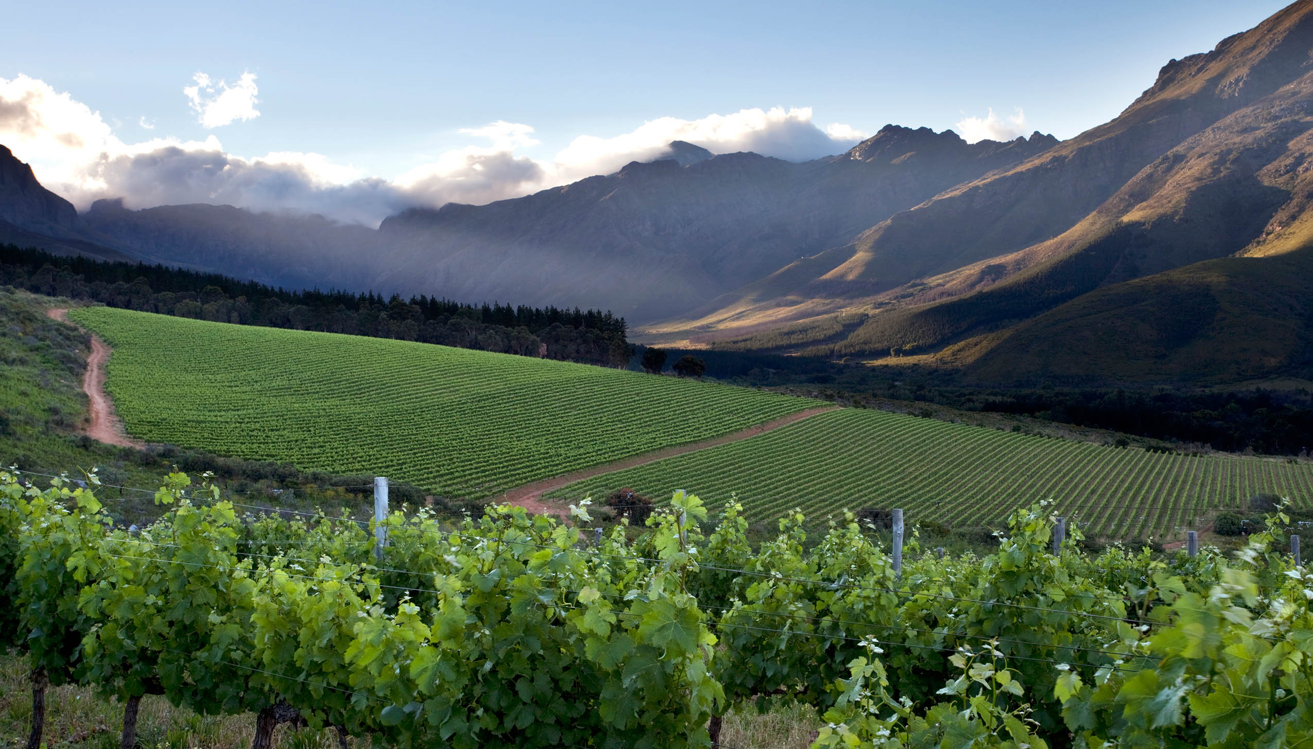 スターク・コンデ・ワインズ