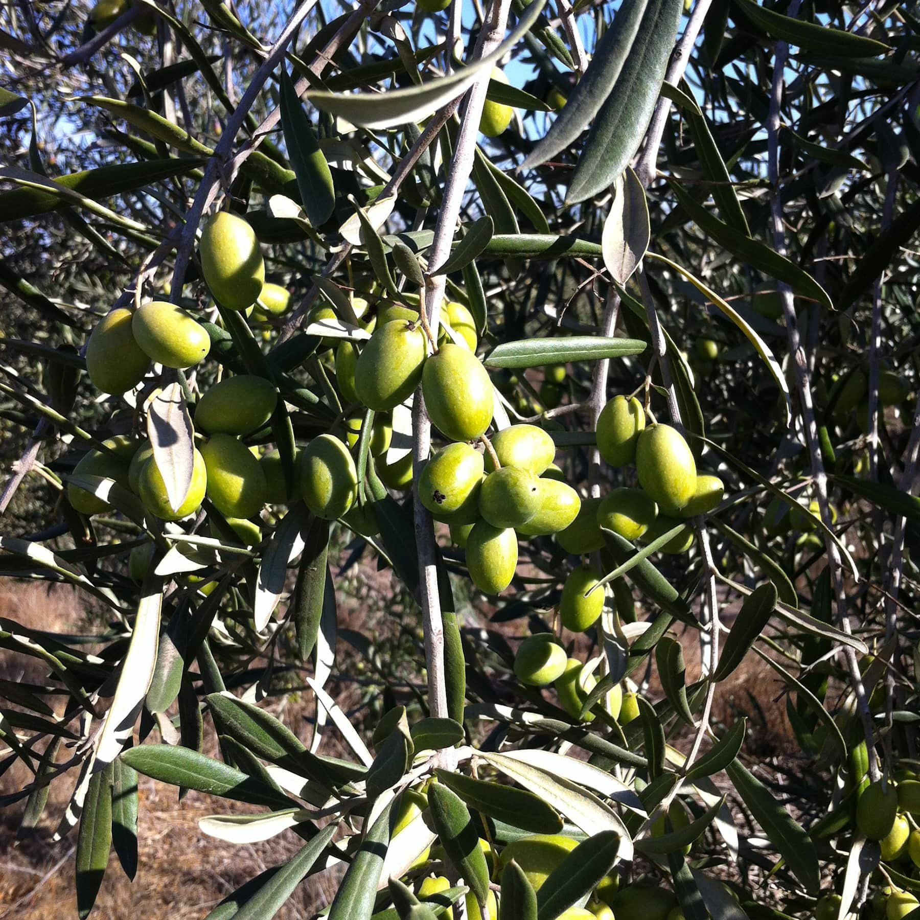 ソル・デル・リマリ エクストラヴァージンオリーブオイルの原料アルベキーナ