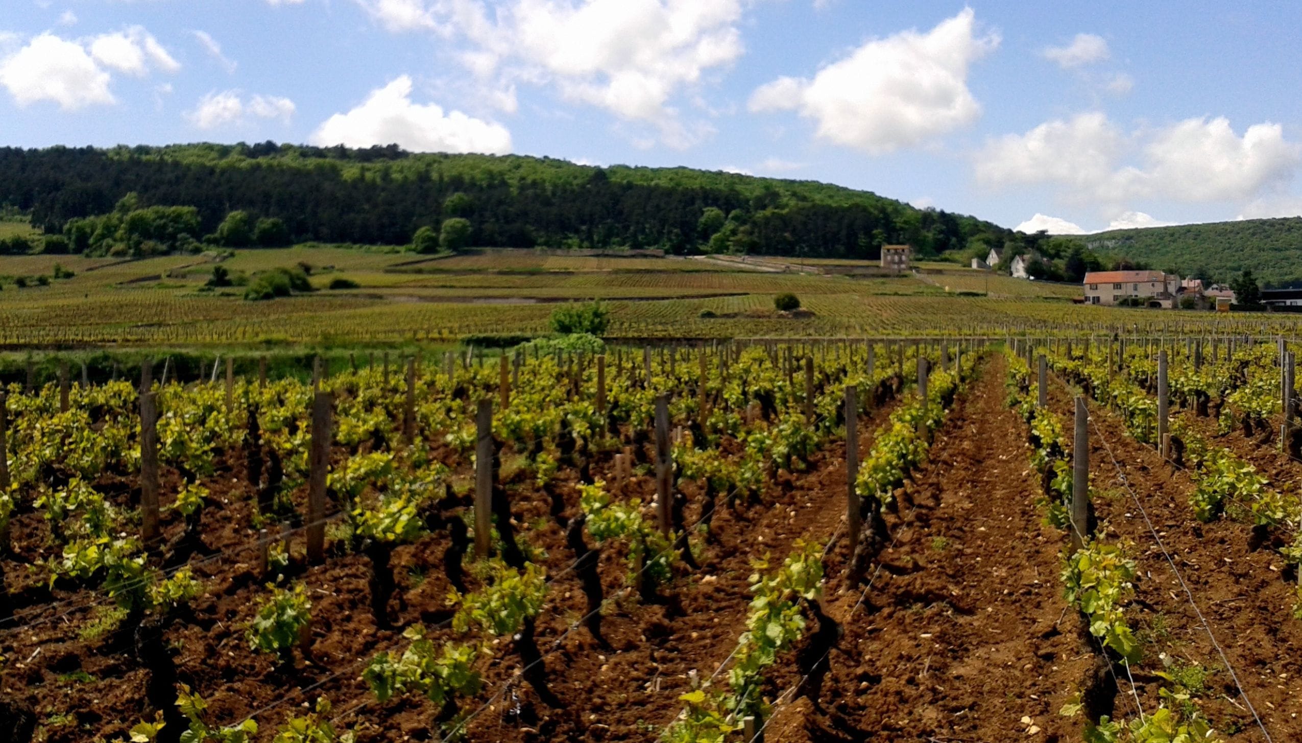 ジュヴレ・シャンベルタン