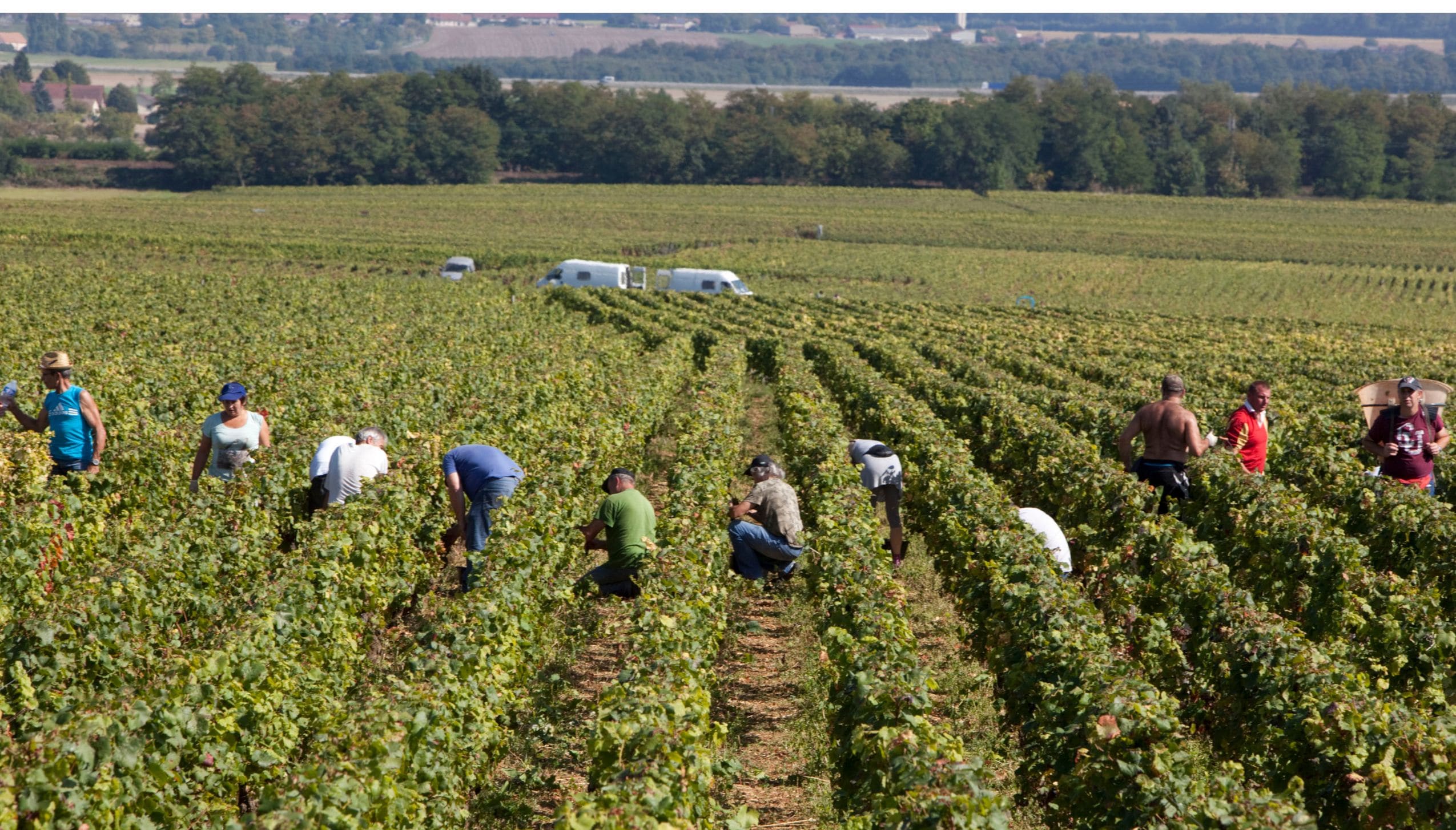 ヴォーヌ・ロマネ