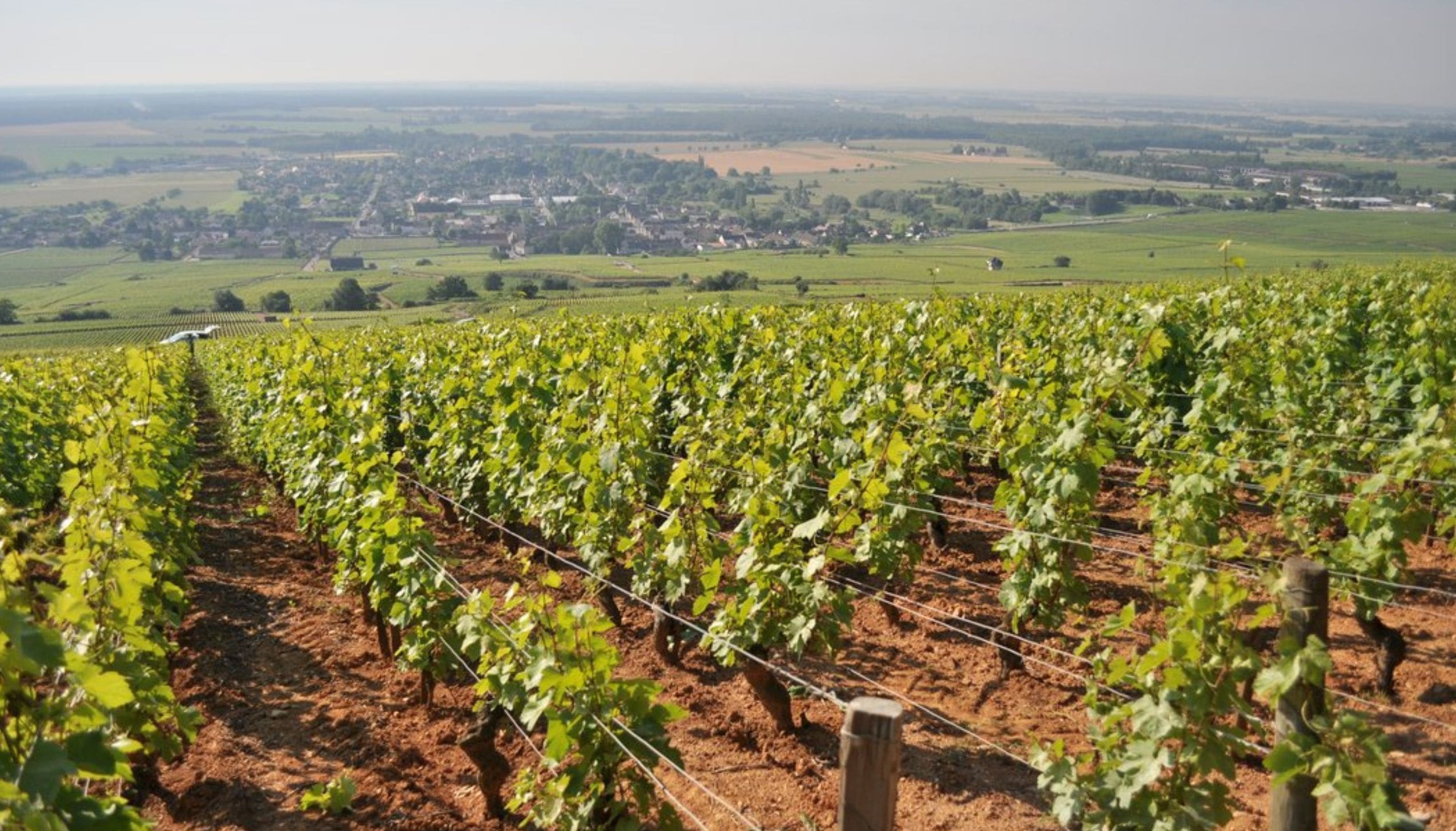 ショレイ・レ・ボーヌ