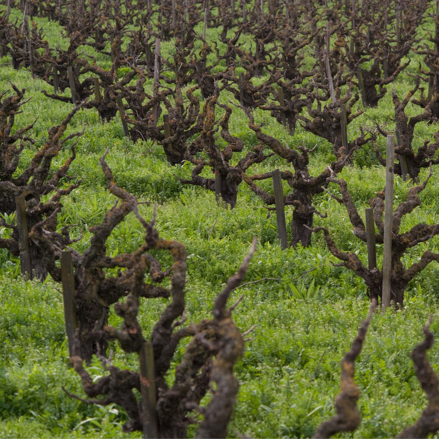delicato-family-vineyards