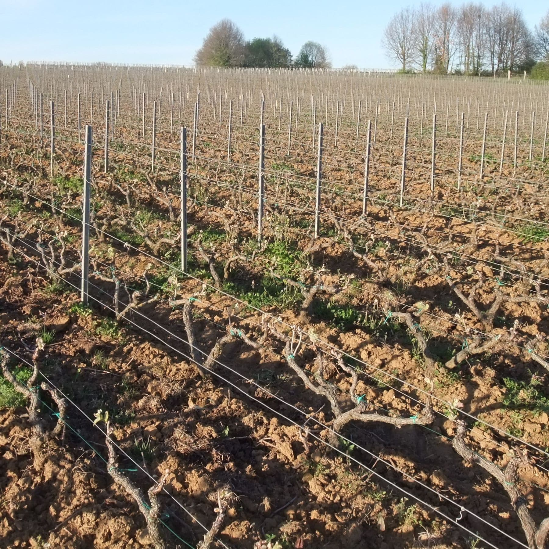 シャトー･トゥール･ド･ミランボー レゼルヴ 白