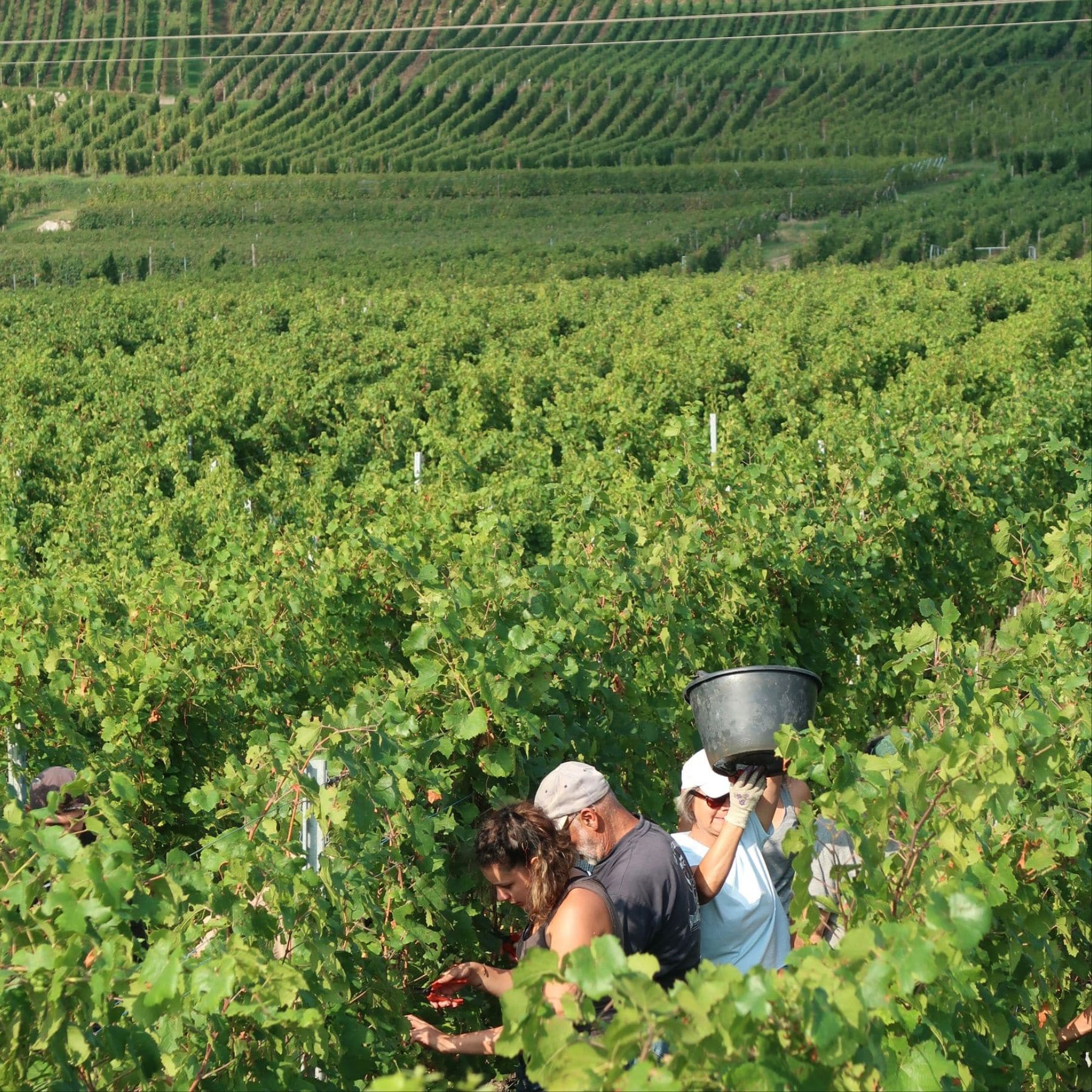 アルザス　リースリング　ヴァンダンジュ