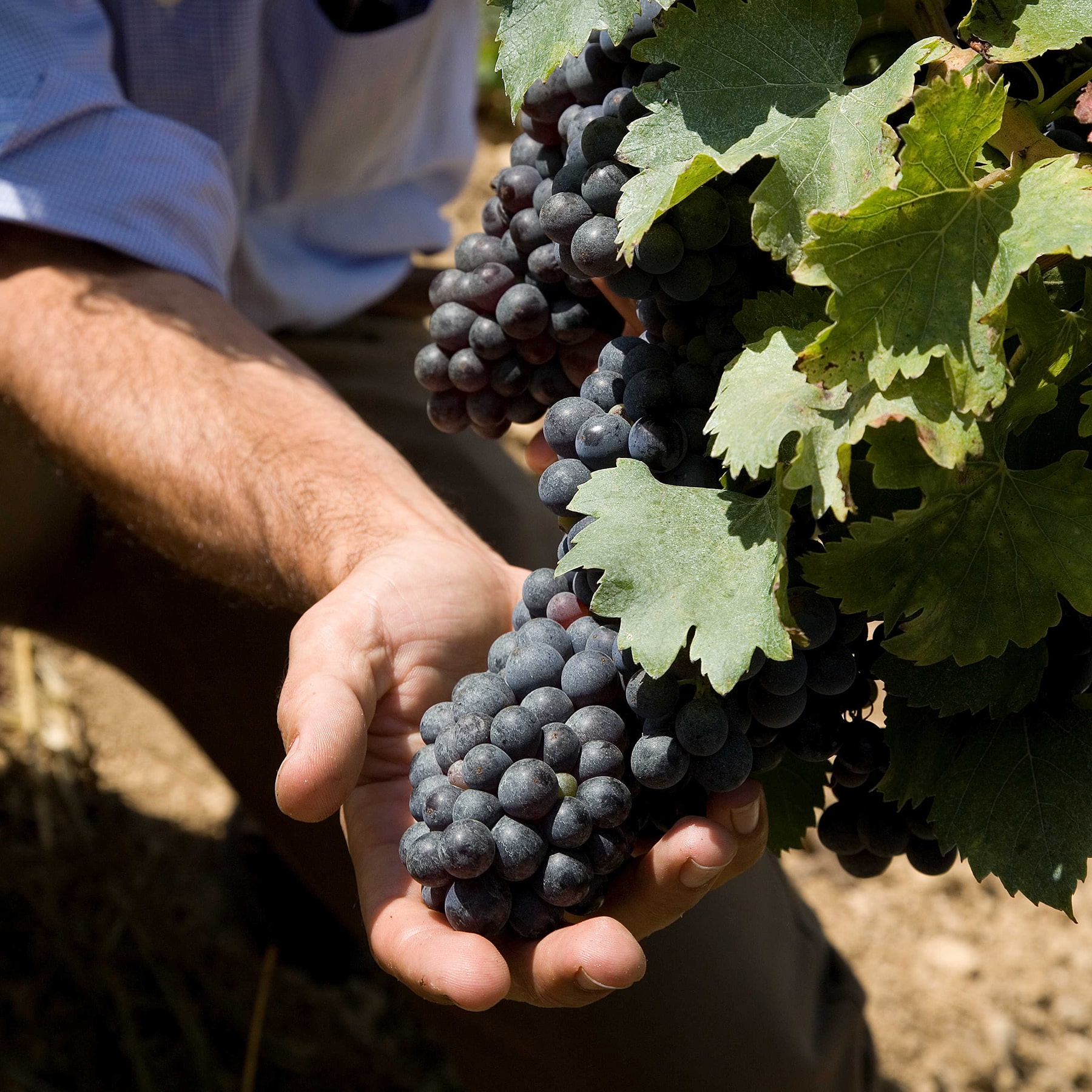 ドメーヌ・ポール・マス　ブドウ