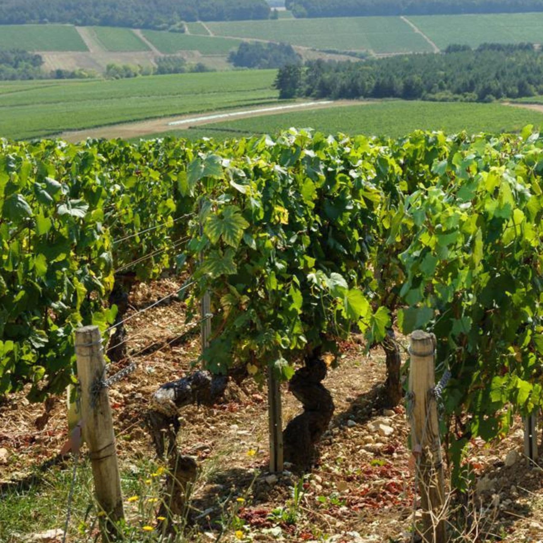 シャブリ　ヴィエイユ・ヴィーニュ