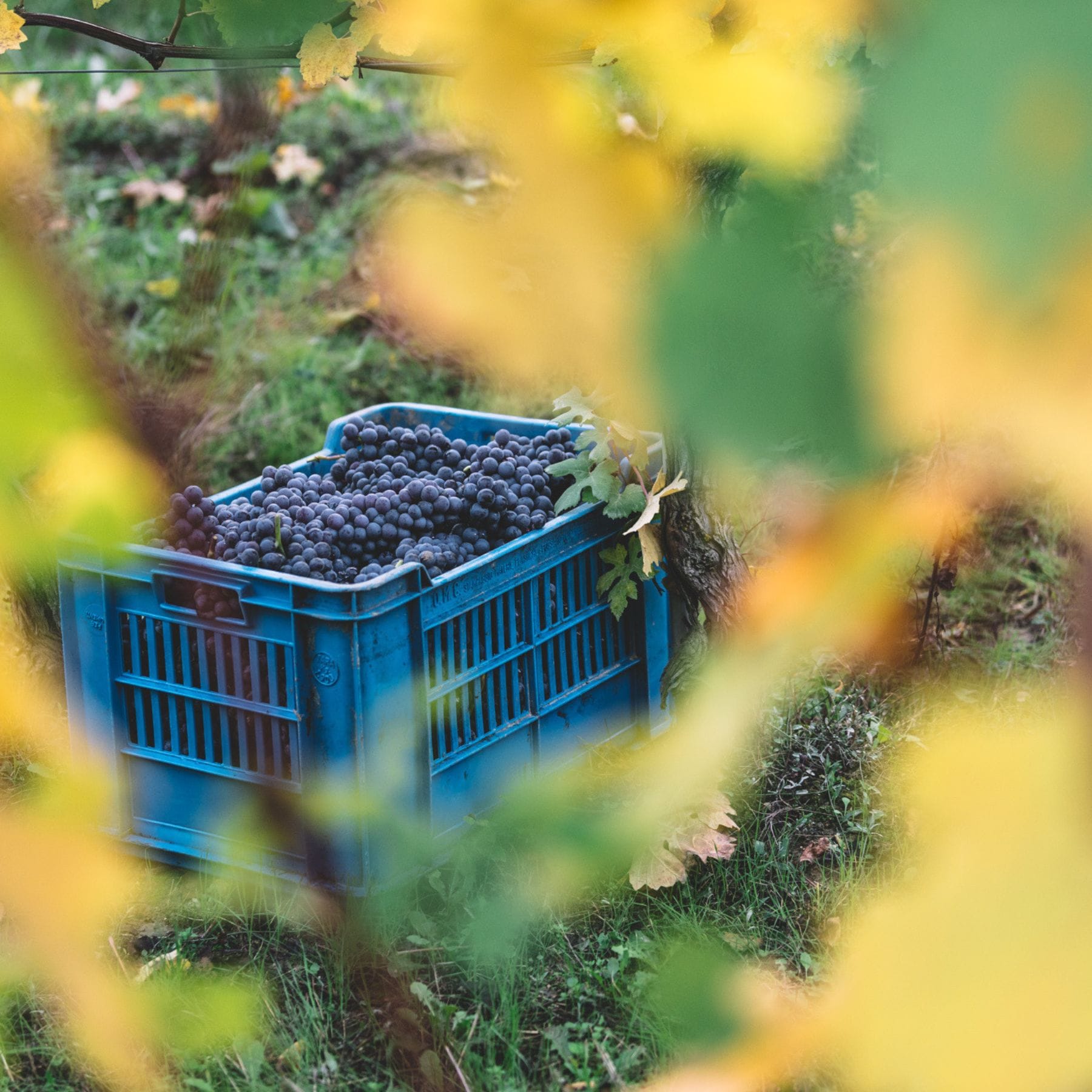 アゼリアの畑にあるブドウ箱