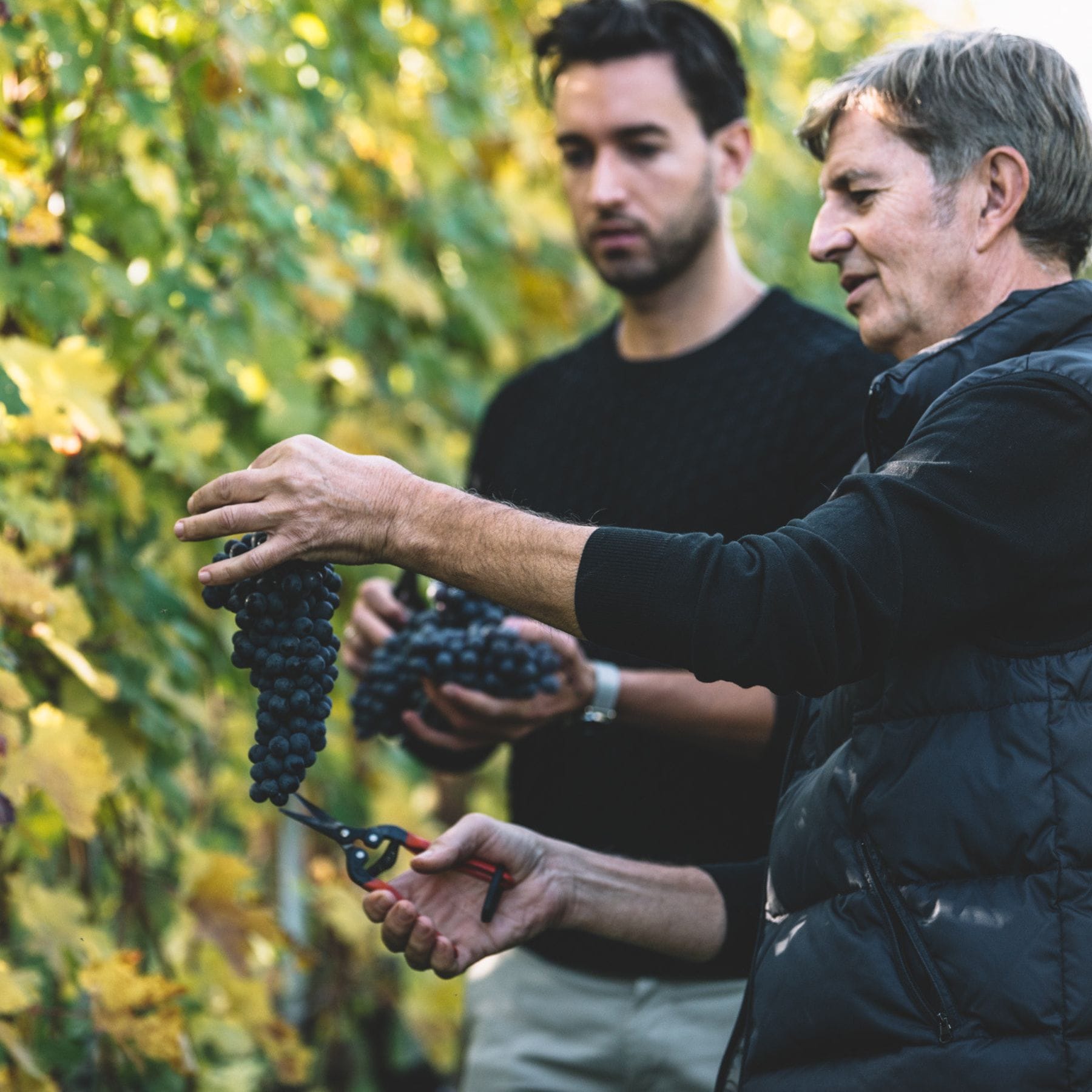 アゼリア生産者親子