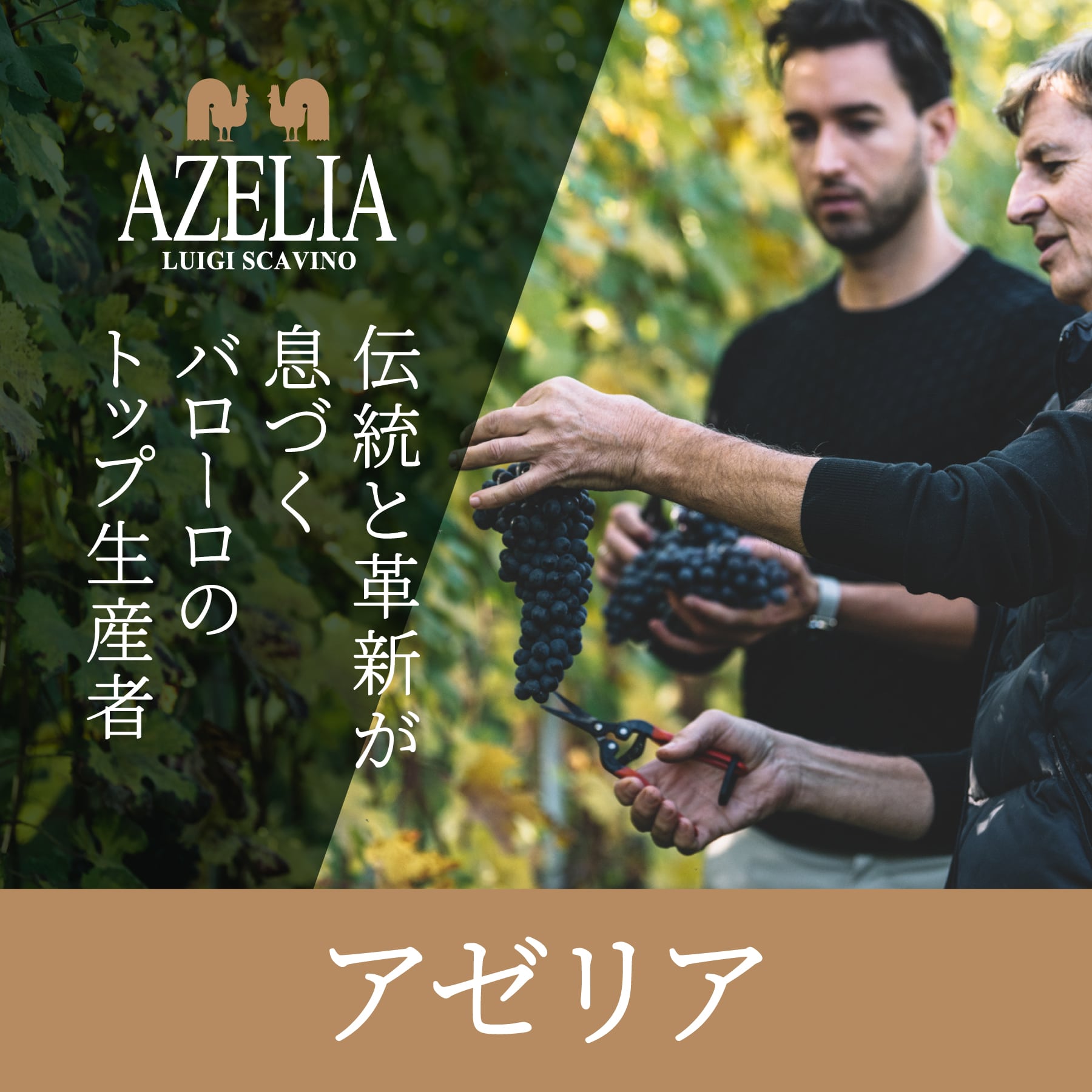 アジィエンダ・アグリコーラ・アゼリア