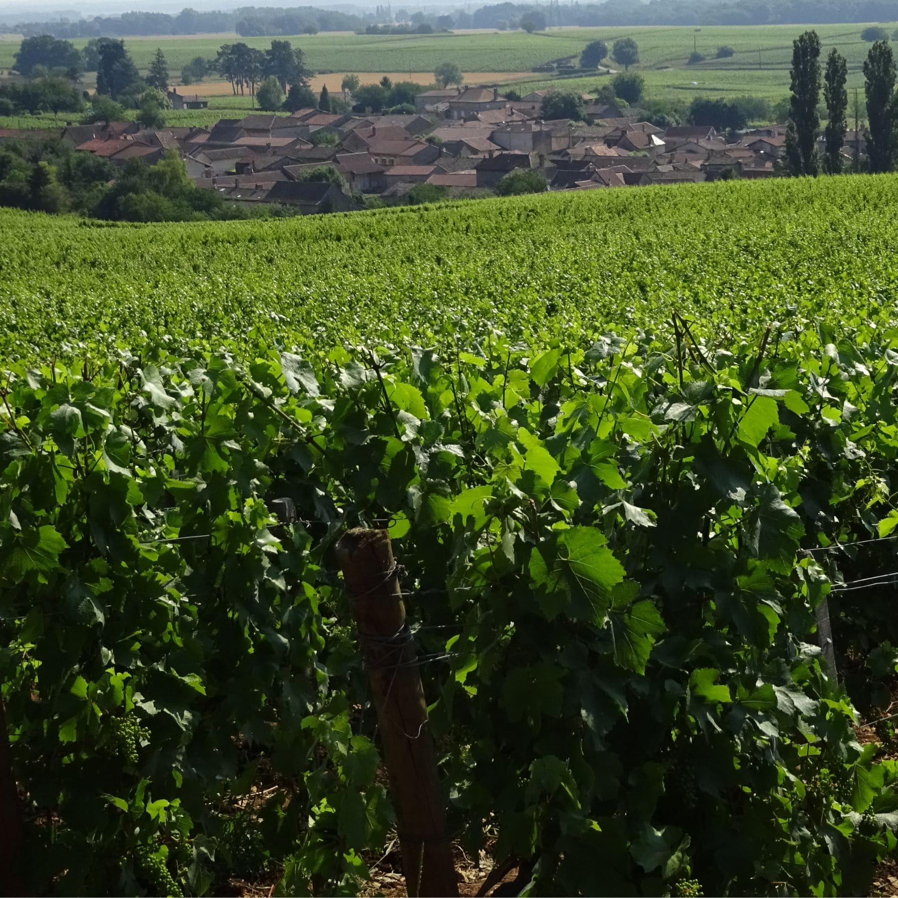 ドメーヌ･サント･バルブ