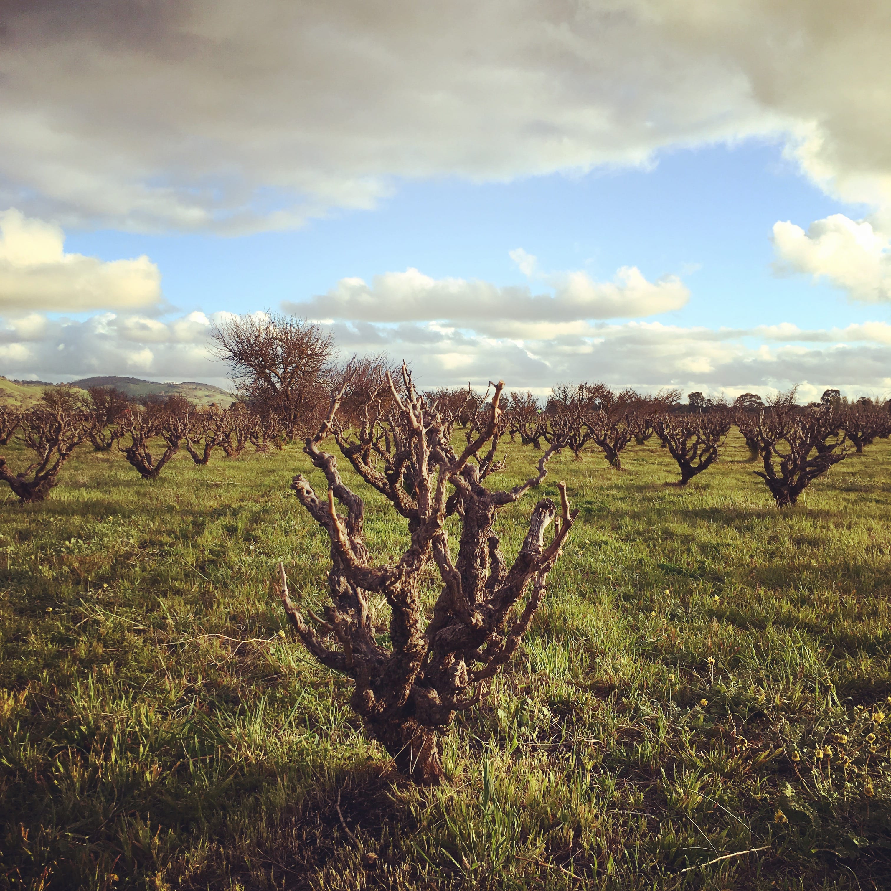 スモールフライの古木