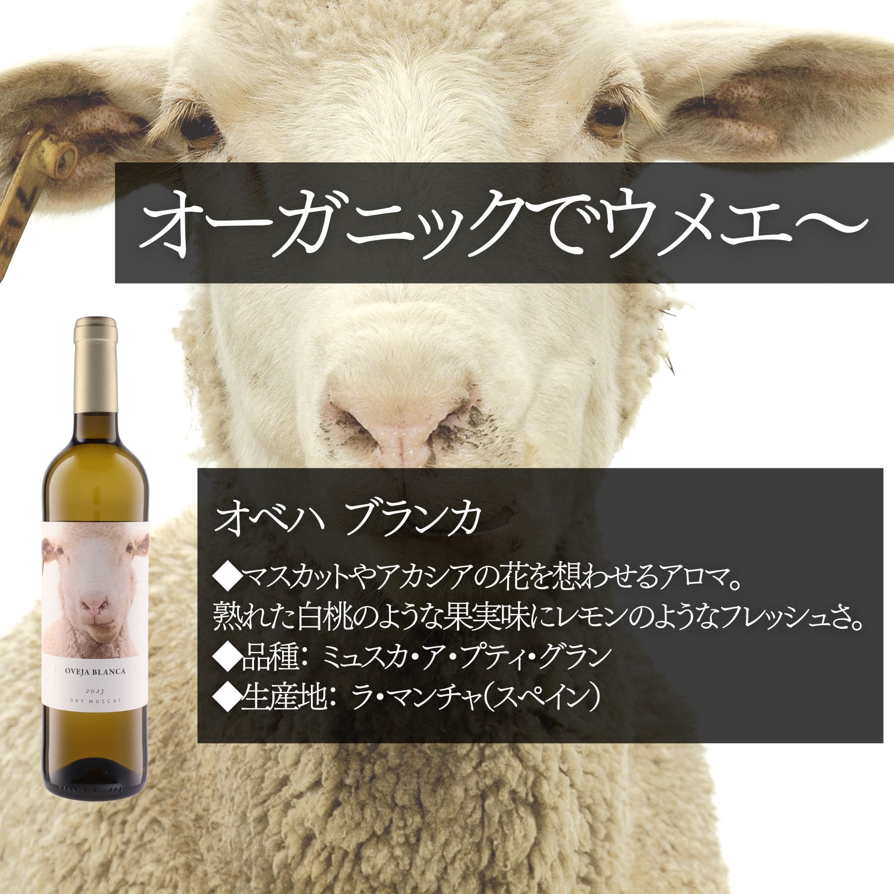 ソムリエ100人厳選