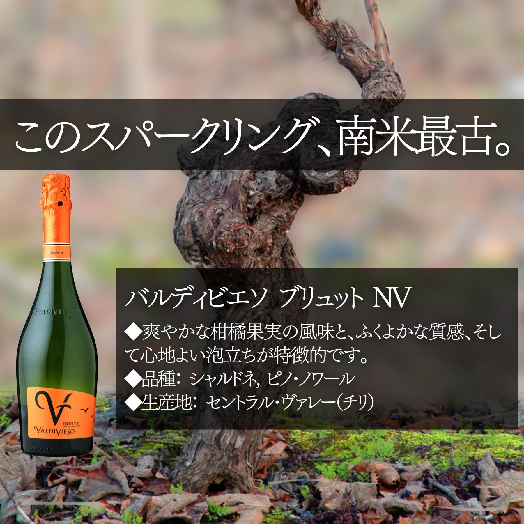 ソムリエ100人厳選