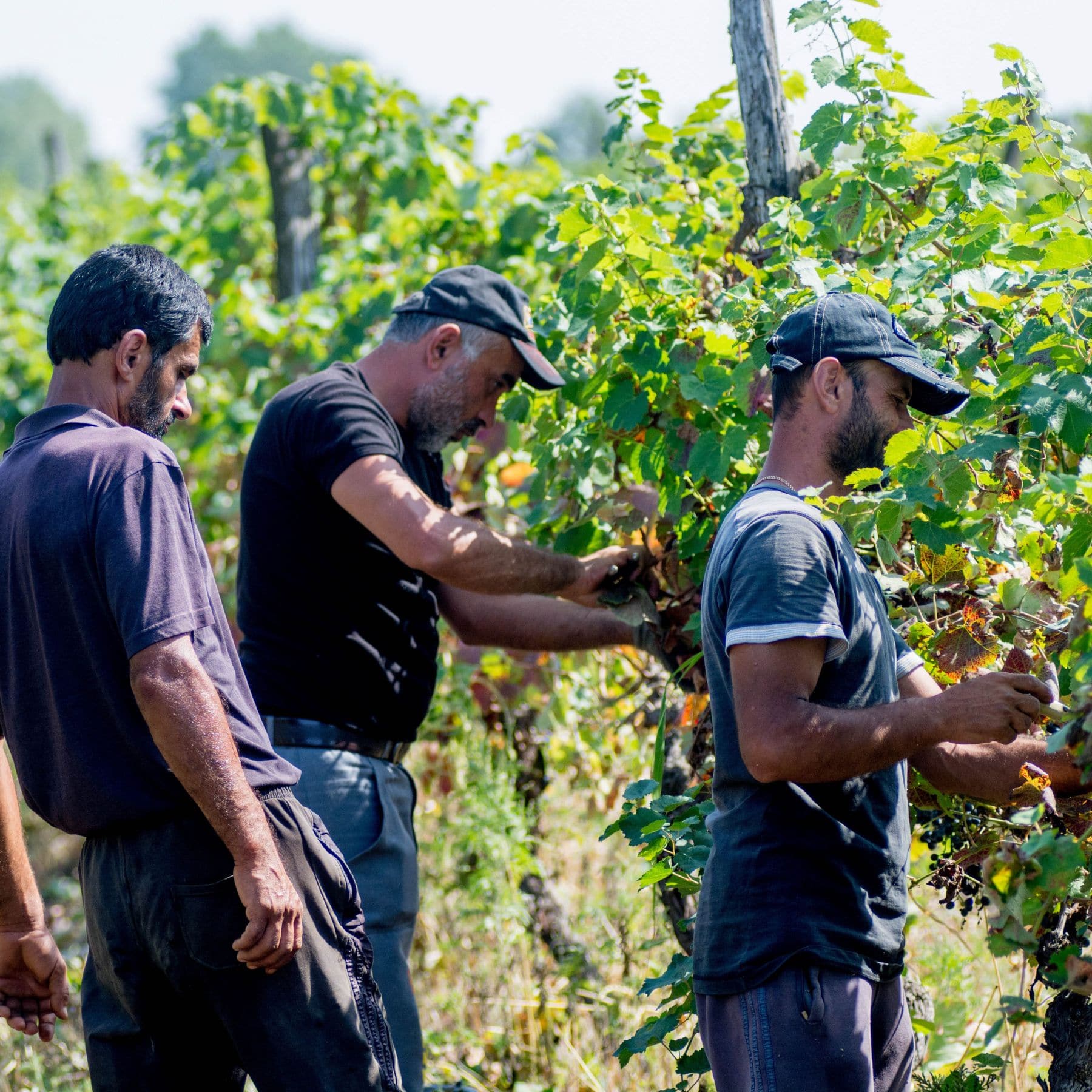 vaziani-winery
