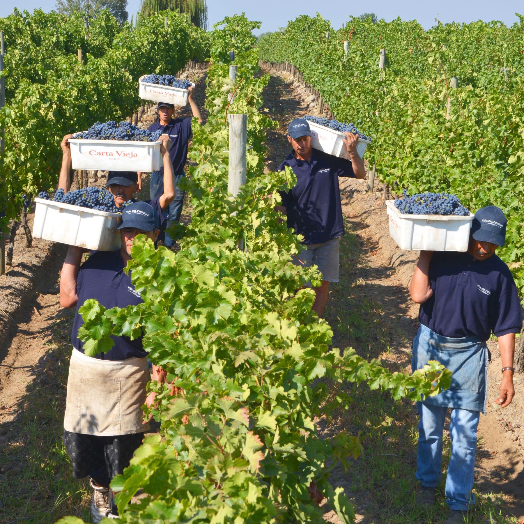 vina-del-pedregal-sa