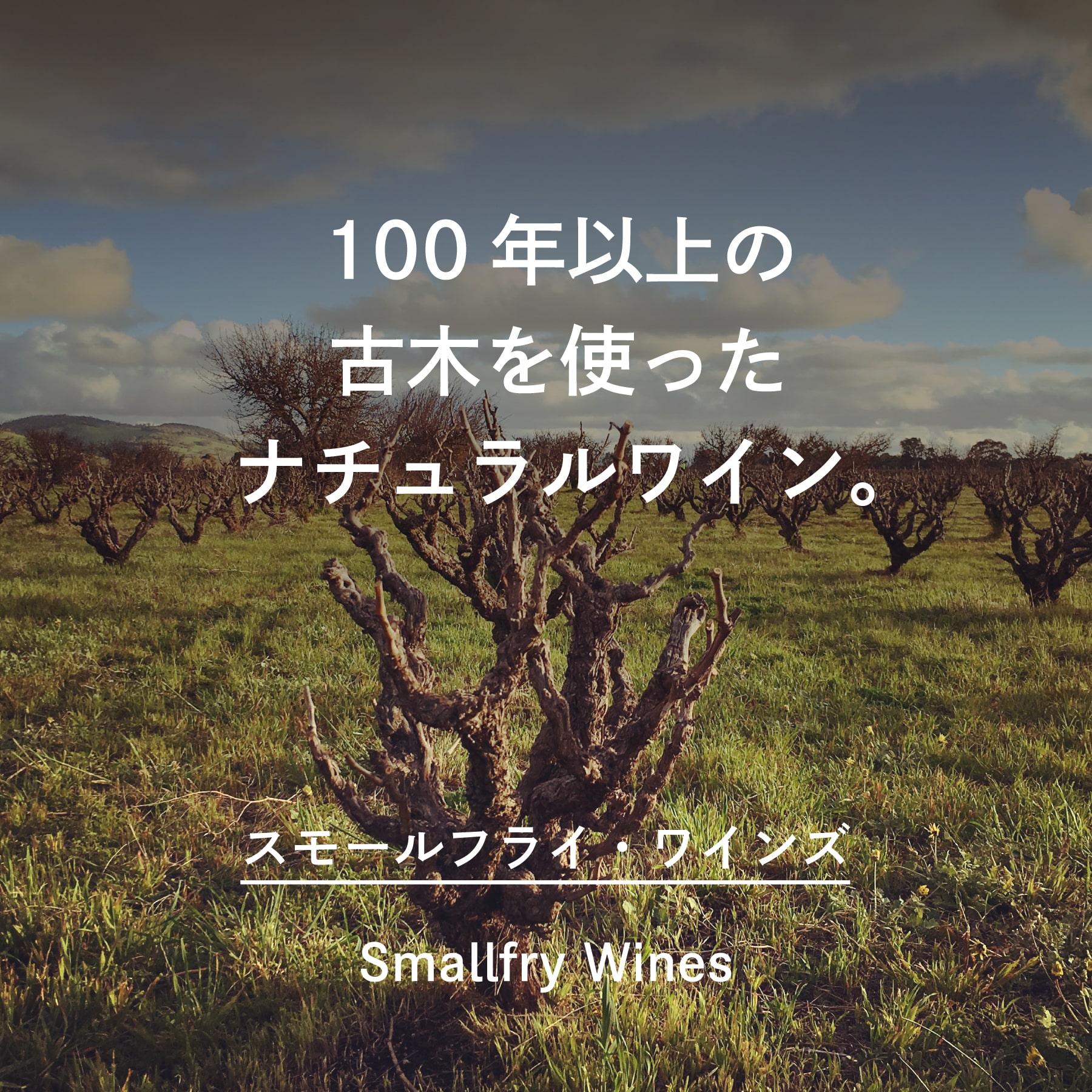 スモールフライ・ワインズ